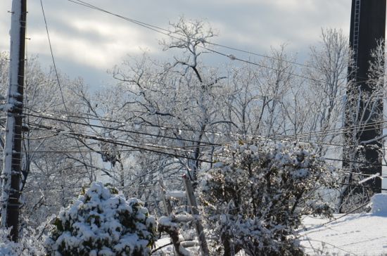 雪の朝20120124