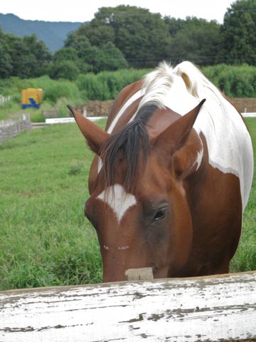 服部牧場の東京都のシンボル馬