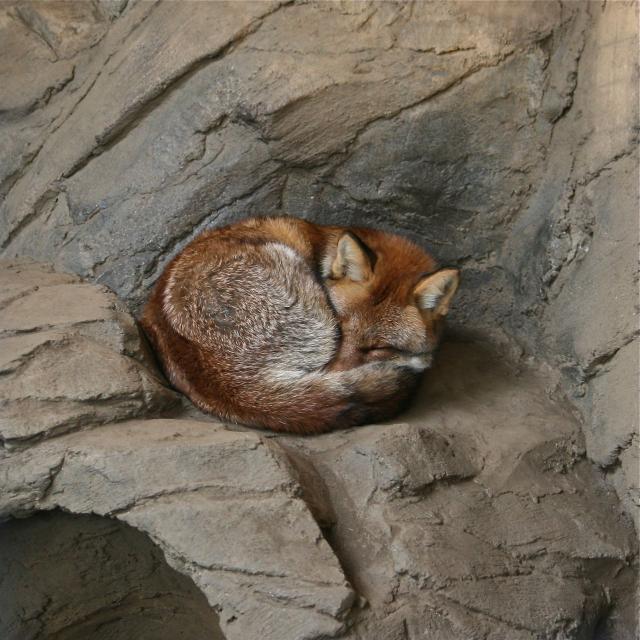 狐眠い