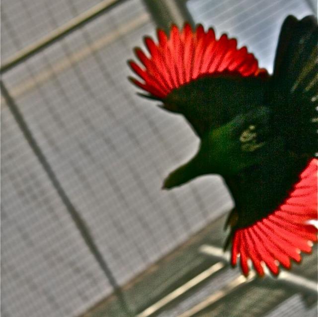 オウカンエボシドリの飛翔下から赤い羽根