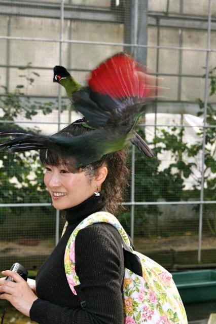 オウカンエボシドリ女の人の頭上に2019