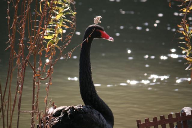 掛川花鳥園の外の黒鳥2721