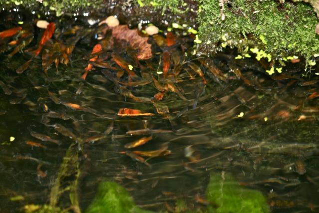 掛川花鳥園の睡蓮の下の小魚8230