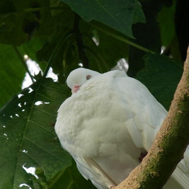 白い鳥眠い
