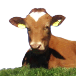 プロフ向き素材150ｐｘ　牛　キャメロン　背景白