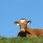 12KB (150 x 150) プロフ向き素材150ｐｘ　牛　キャメロン　背景空