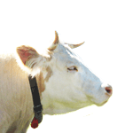 プロフ向き素材150ｐｘ　牛　ザビエル　背景白