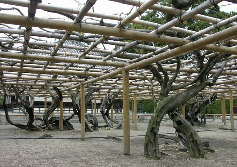 樹齢２００年の藤の古木