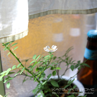 ミニバラ レンゲローズ（白花）