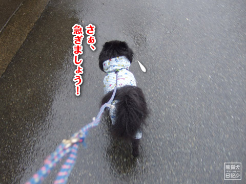20120421_雨の散歩3