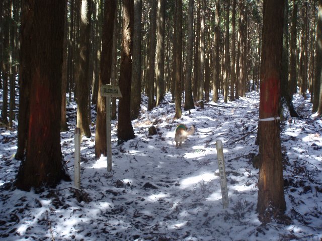 ３月２６日富士山須山口登山歩道 082