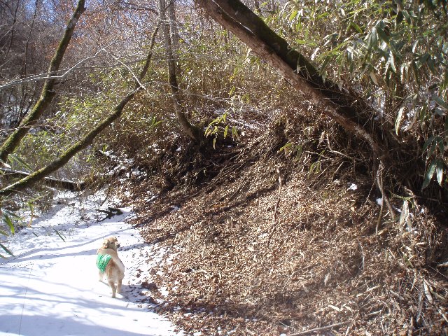 ３月２６日富士山須山口登山歩道 170