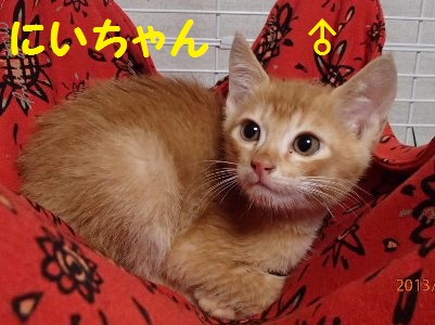 fukiko-cat0920.jpg