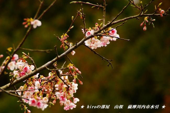 hiroの部屋　山桜咲いています　薩摩川内市水引