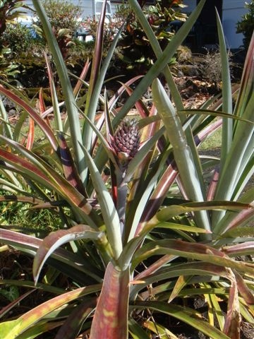 Pineapple in the Backyard