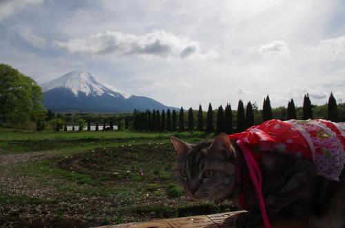 富士山見ながらパンランチ♪01