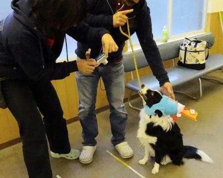 犬の学校