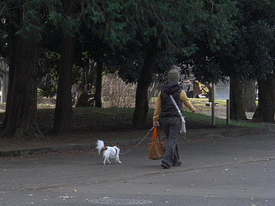 撮りずらい、小金井公園のお散歩犬
