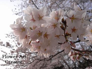 埼玉県　桜
