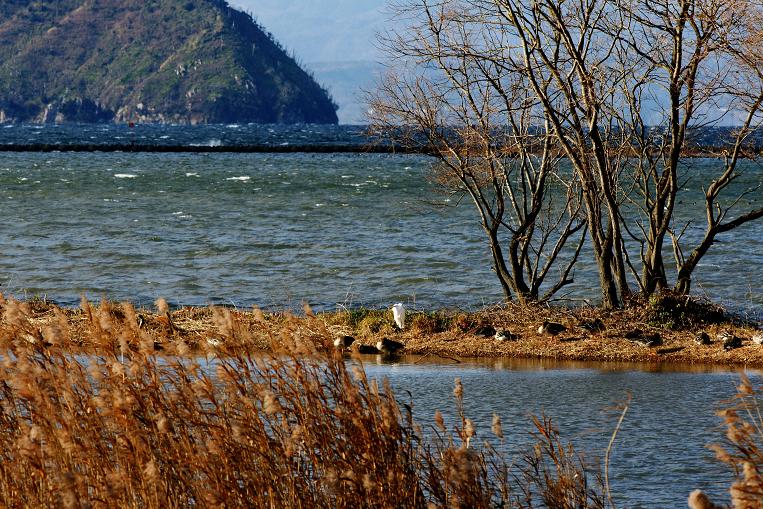 琵琶湖の鳥たち