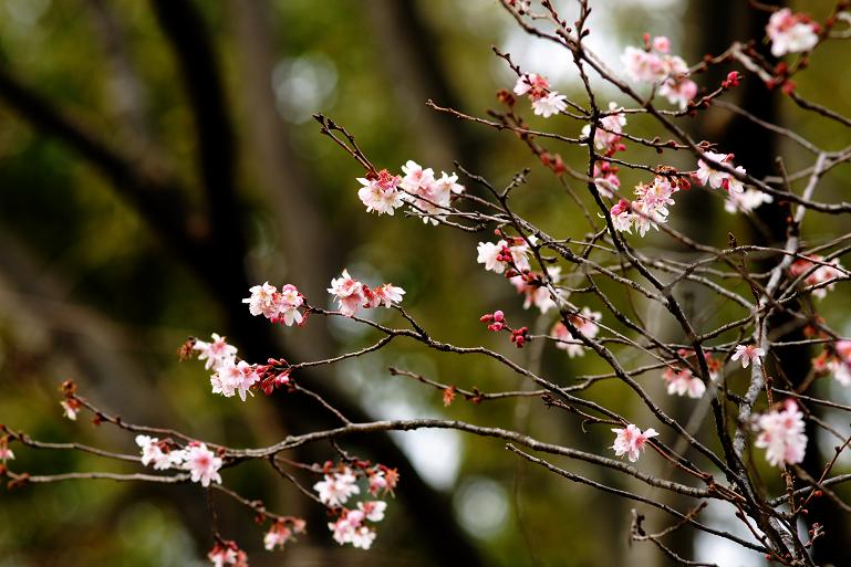 春待つ桜