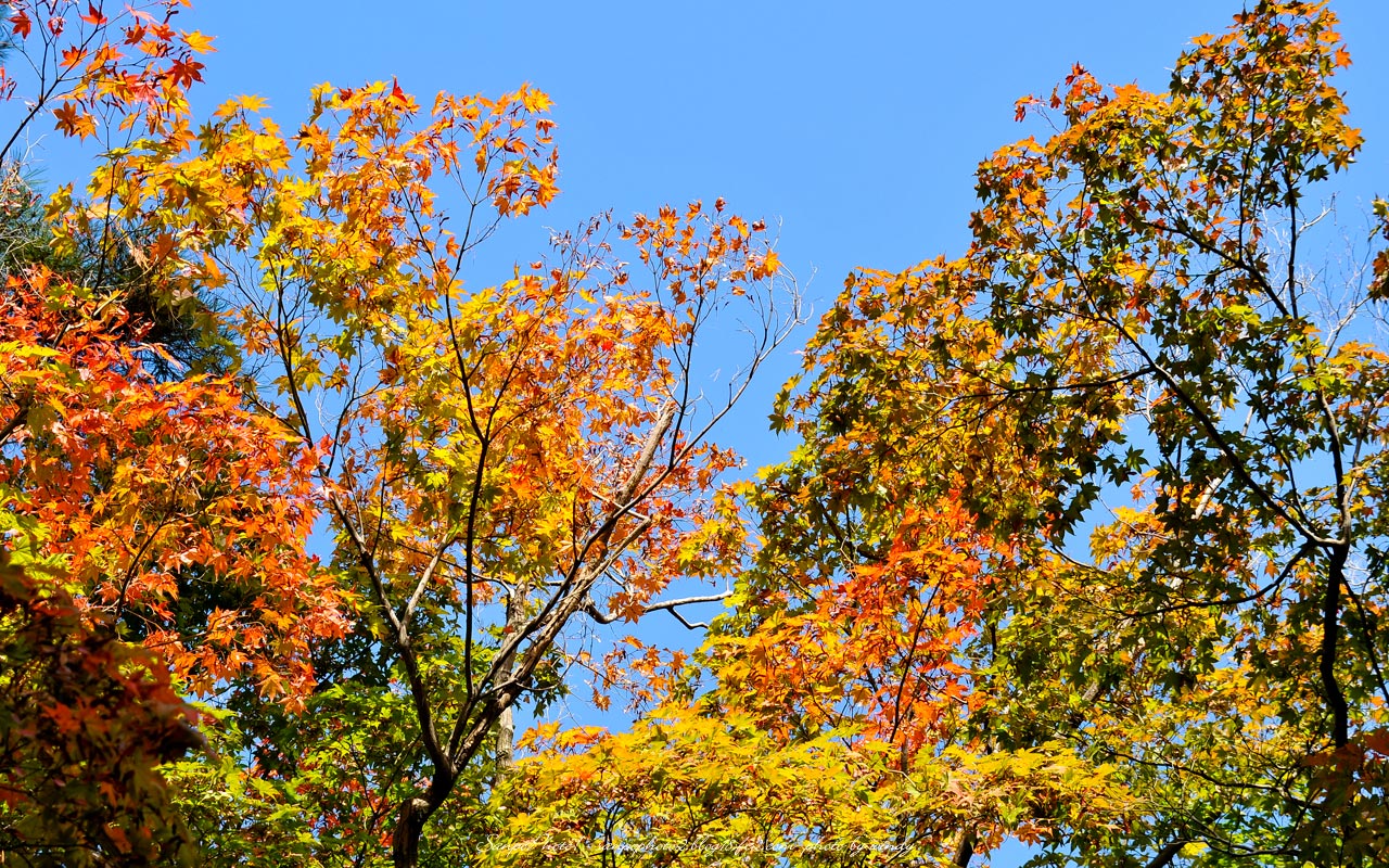 さんぽふぉと Sanpophoto 無料壁紙 彩り鮮やか 紅葉の秋