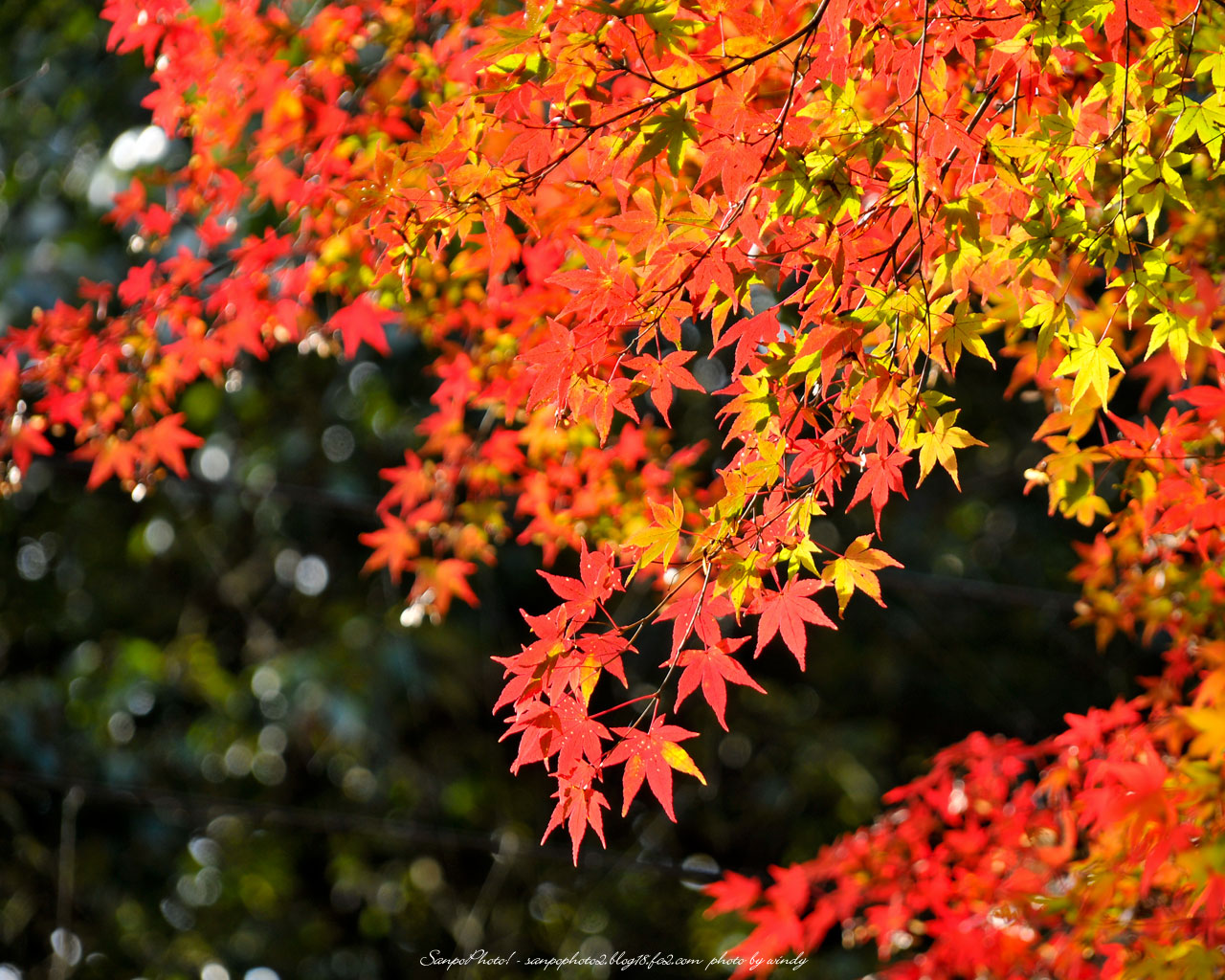 さんぽふぉと Sanpophoto 無料壁紙 彩り鮮やか 紅葉の秋