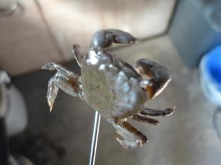 岩カニ・磯カニ