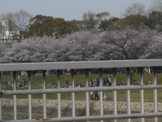 ハウスクリーニング桜1