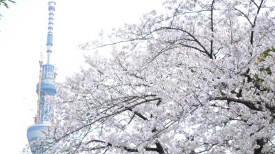 スカイツリーと桜