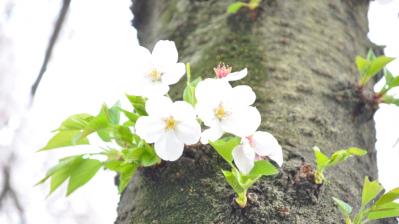 隅田公園の木に咲く桜