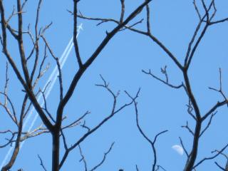 胡桃・青空・お月様と飛行機雲