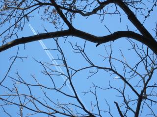 胡桃・青空・お月様と飛行機雲２