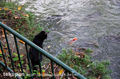 黒猫と鯉