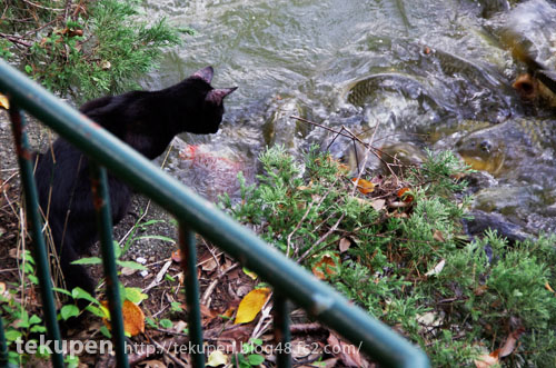 がん見する黒猫と鯉