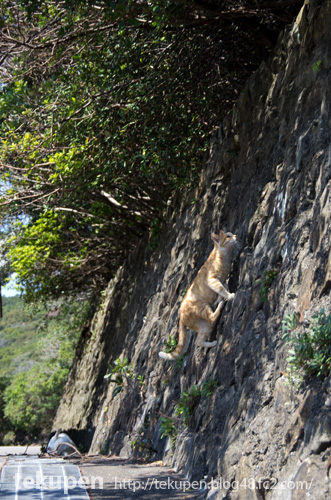 石垣を登る猫