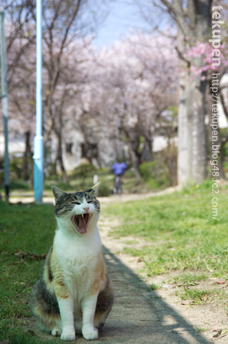 桜とあくび猫