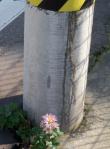 電信柱のピンクの菊-1