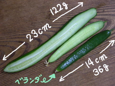 ベランダミニきゅうり：挿し芽の苗から初収穫 | 園芸で