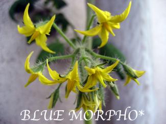 bluemorpho.green.2011.5.22