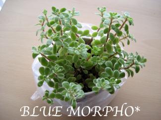 bluemorpho.green.2011.6.11.1