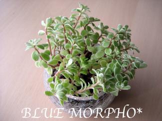 bluemorpho.green.2011.6.11.3