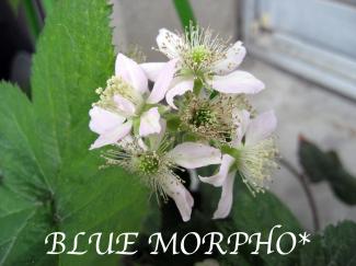 bluemorpho.green.2011.6.19