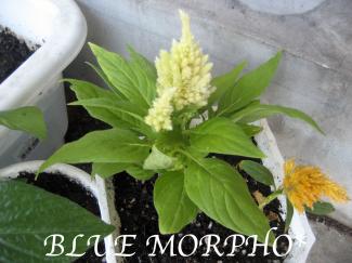 bluemorpho.green.2011.7.17.2