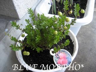 bluemorpho.green.2011.7.17.1