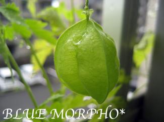 bluemorpho.green.2011.8.9.1