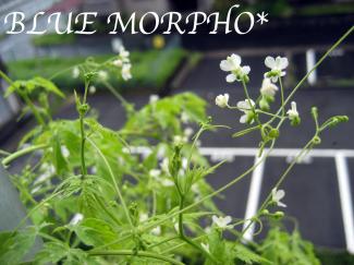 bluemorpho.green.2011.8.9.2