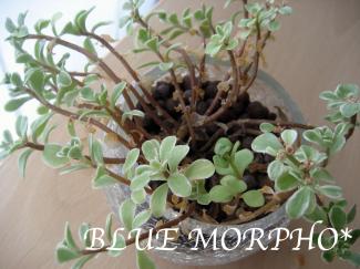 bluemorpho.green.2011.8.6.2