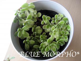 bluemorpho.green.2011.8.6.1