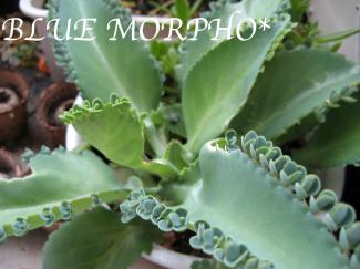 bluemorpho.green.2011.9.4.3